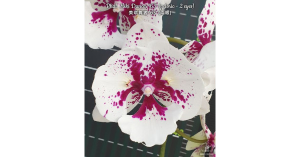 Орхiдея Phal. Miki Dancer 63 big lip метелик - купити, доставка